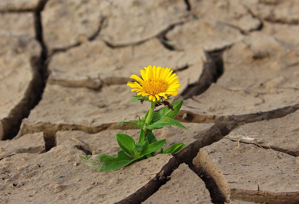 gelbe Blume