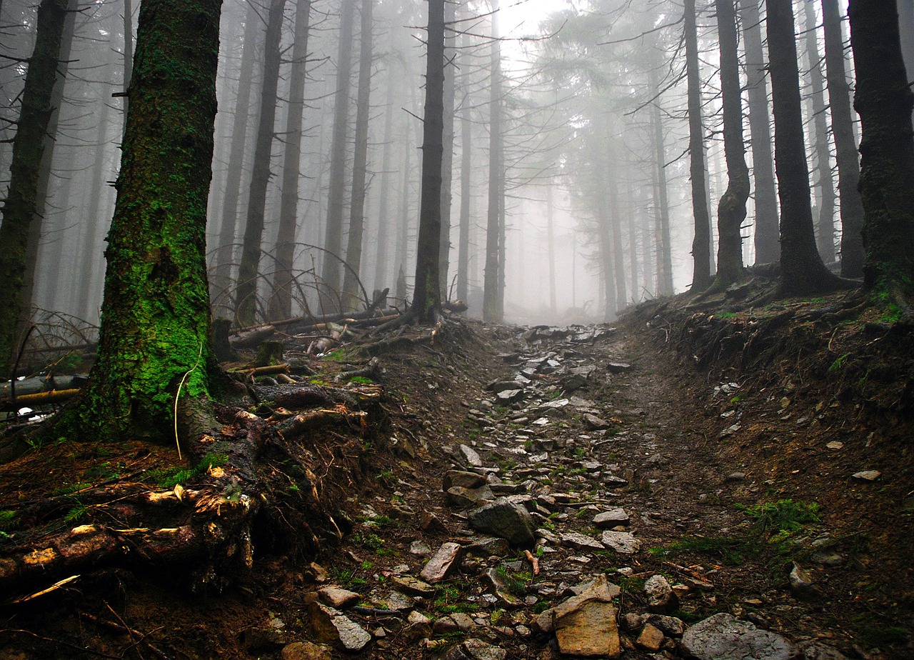 Weg im Nebel Weg im Nebel