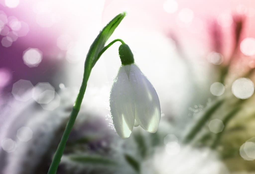 pixyart256_snowdrop Schneeglöckchen, Frühling, Meditation, Hoffnung