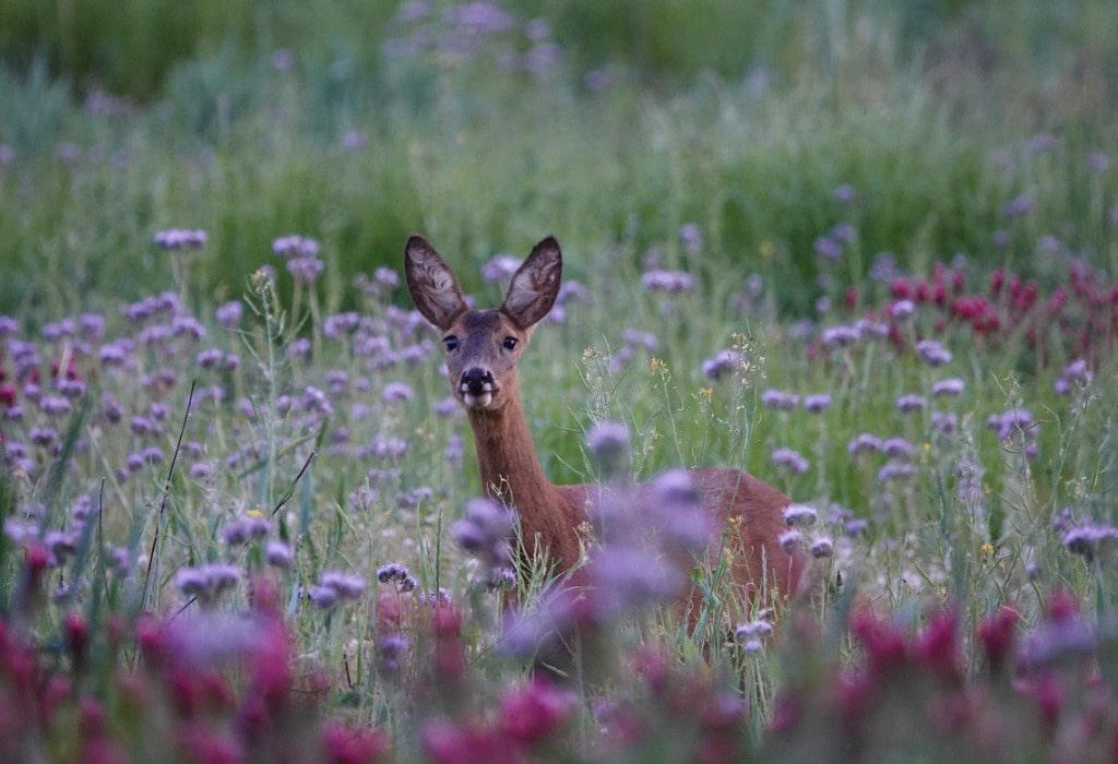 deer-gca2dbe3bf_1280(1)