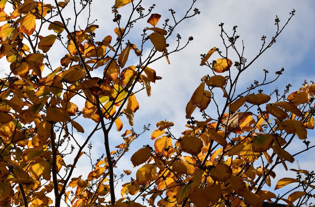 Herbst